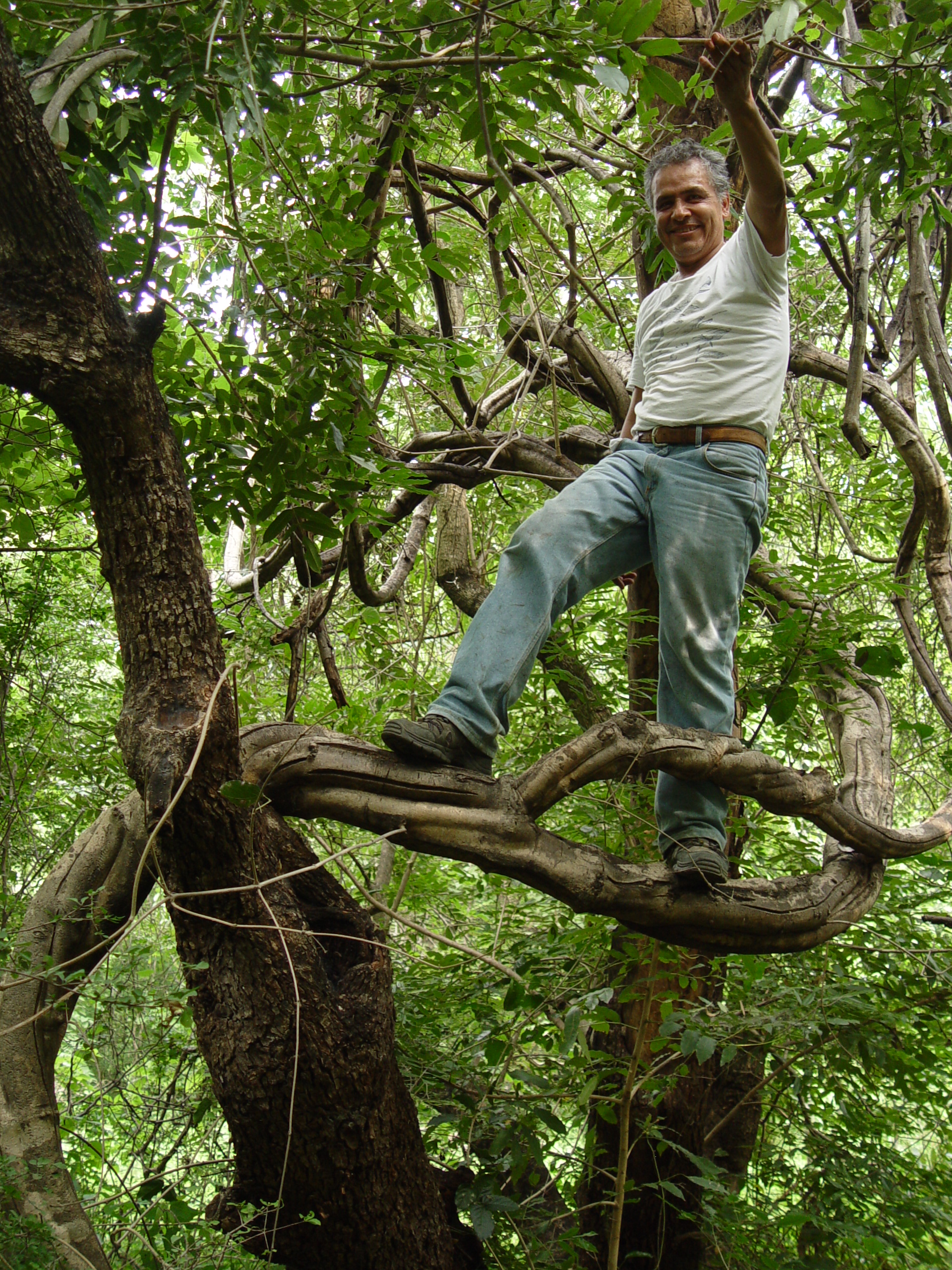 Dr. Guillermo Ibarra