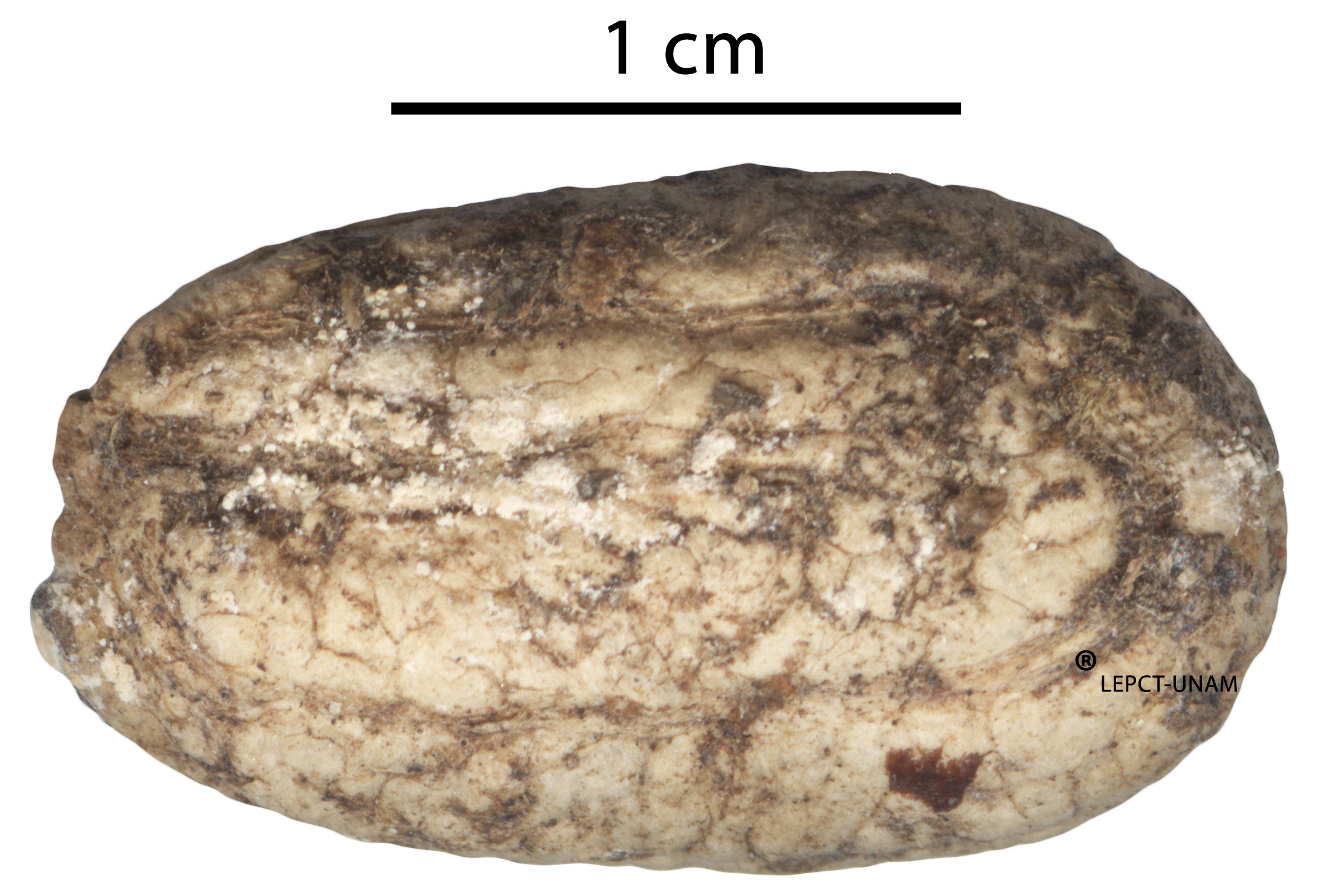 Abuta panamensis Abuta panamensis