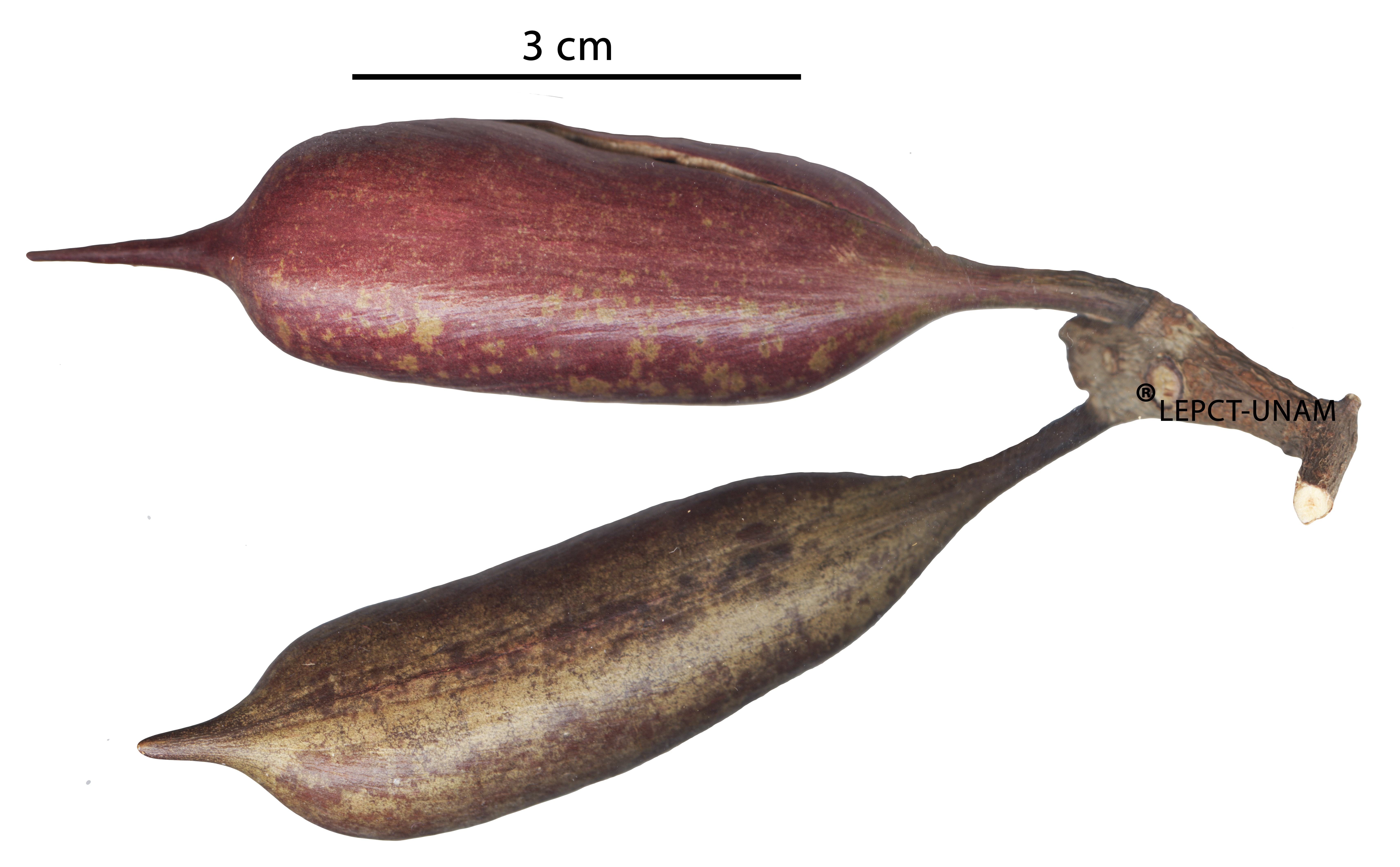 Acacia cornigera