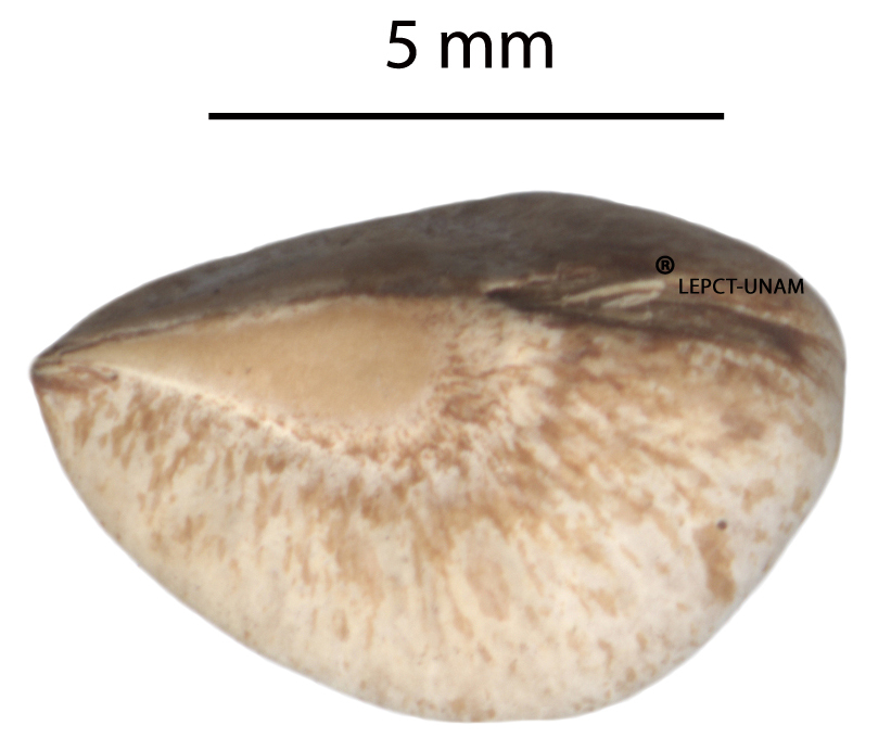Bursera simaruba Bursera simaruba