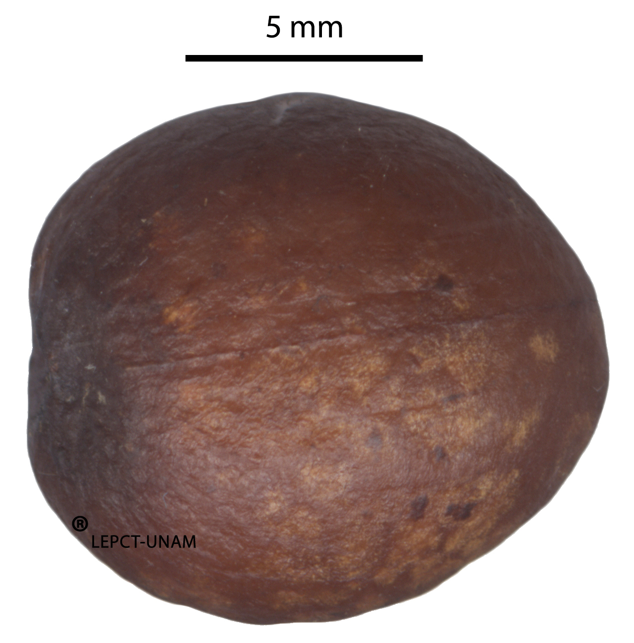 Calophyllum brasiliense Calophyllum brasiliense