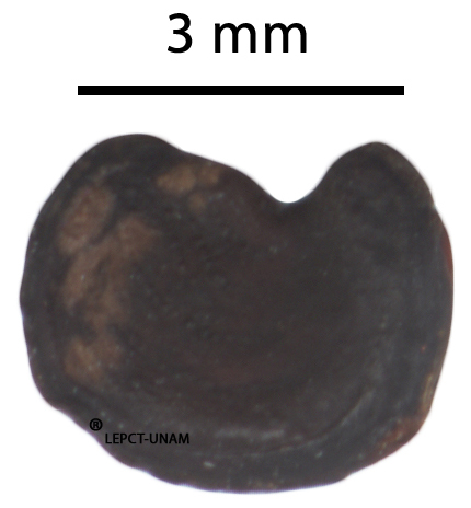 Calopogonium mucunoides - Click Image to Close