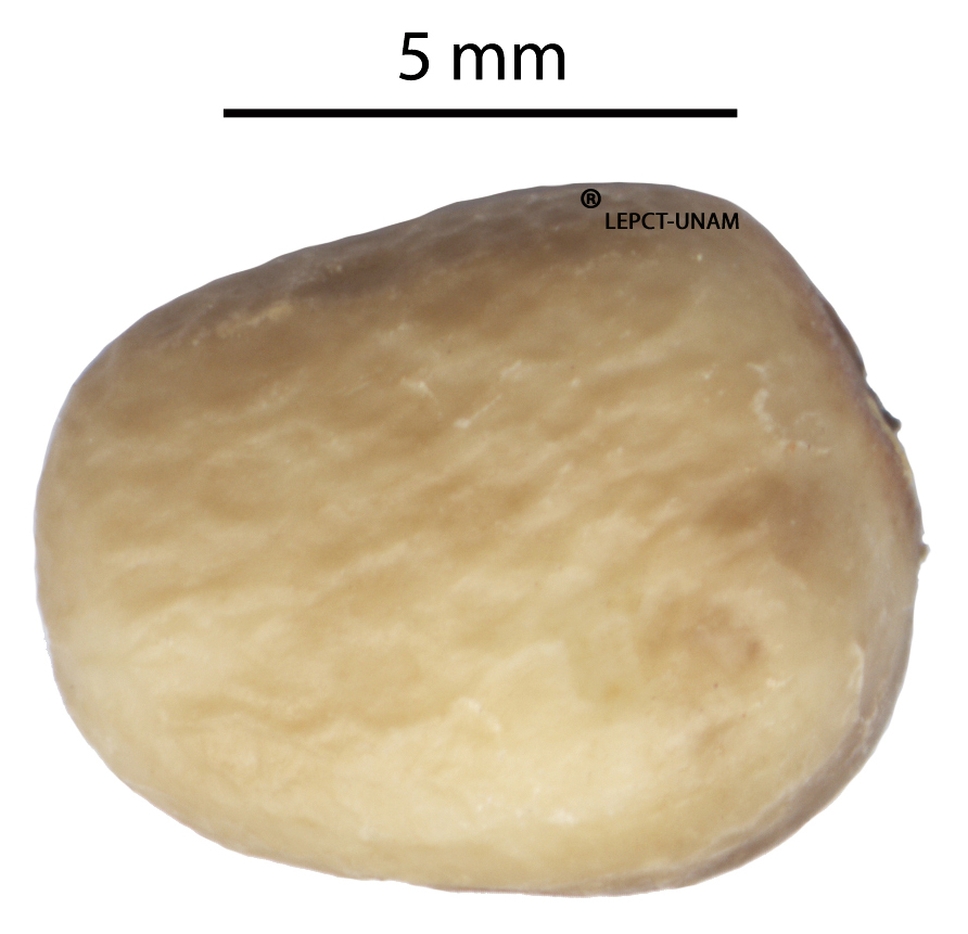 Castilla elastica Castilla elastica