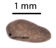 Cecropia obtusifolia - Click Image to Close