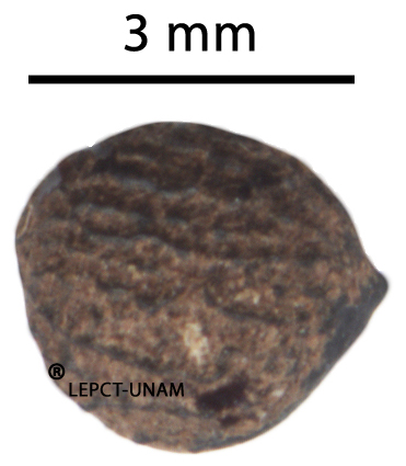 Cionosicys macranthus Cionosicys macranthus