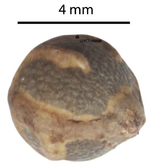 Coccoloba barbadensis Coccoloba barbadensis