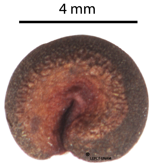 Cochlospermum vitifolium - Click Image to Close