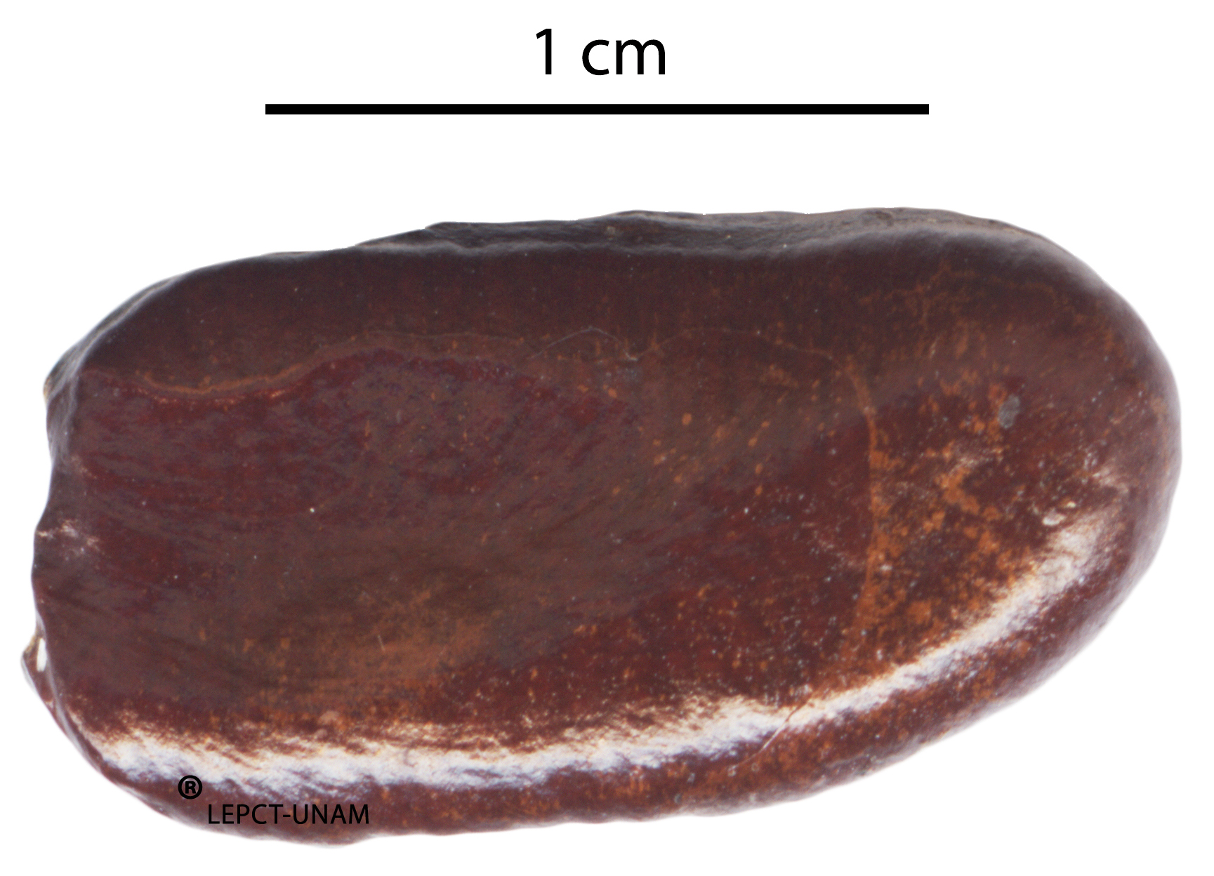 Cymbopetalum penduliflorum