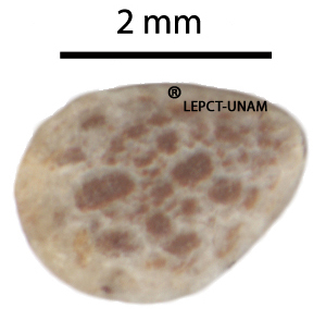 Guazuma ulmifolia Guazuma ulmifolia