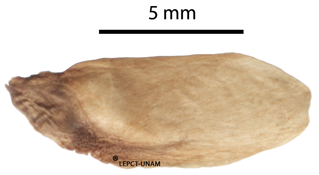 Luehea speciosa Luehea speciosa
