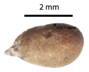 Ochroma pyramidale