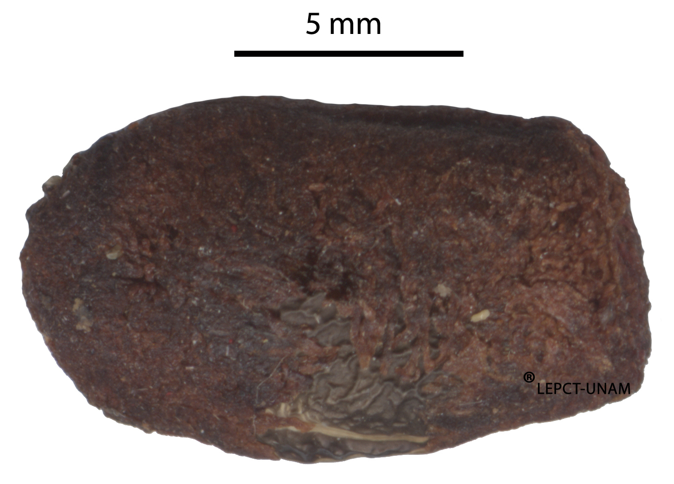 Pithecellobium dulce