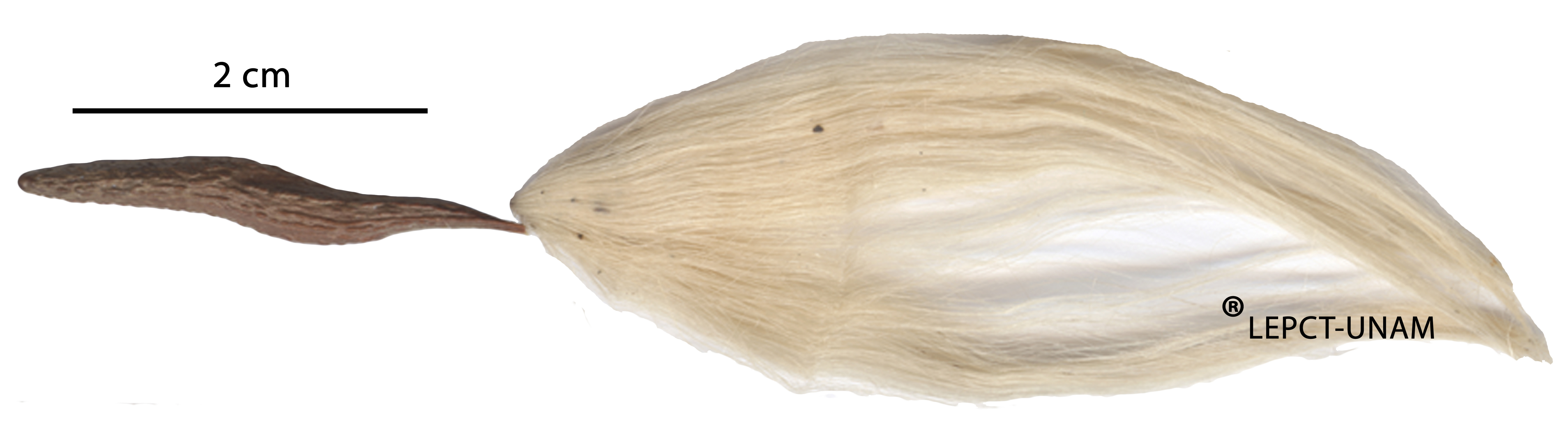 Prestonia mexicana Prestonia mexicana