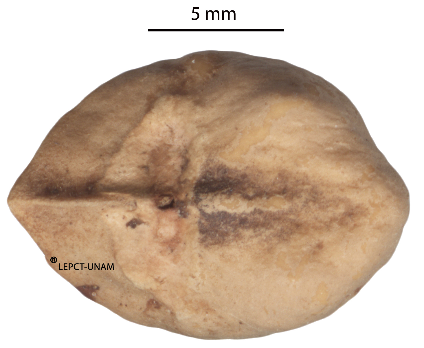 Protium copal