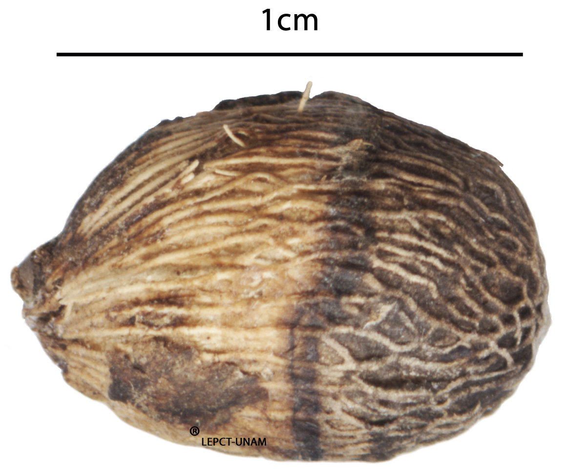 Reinhardtia gracilis - Click Image to Close