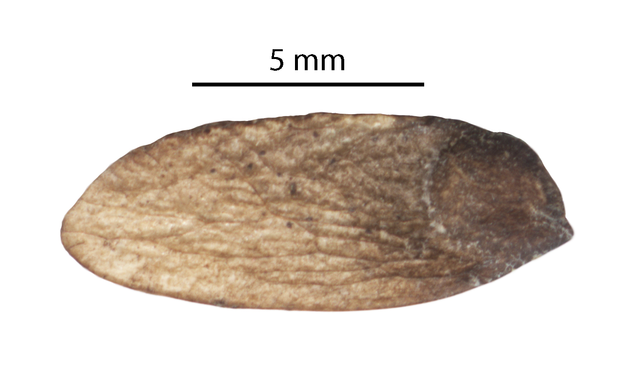 Robinsonella mirandae