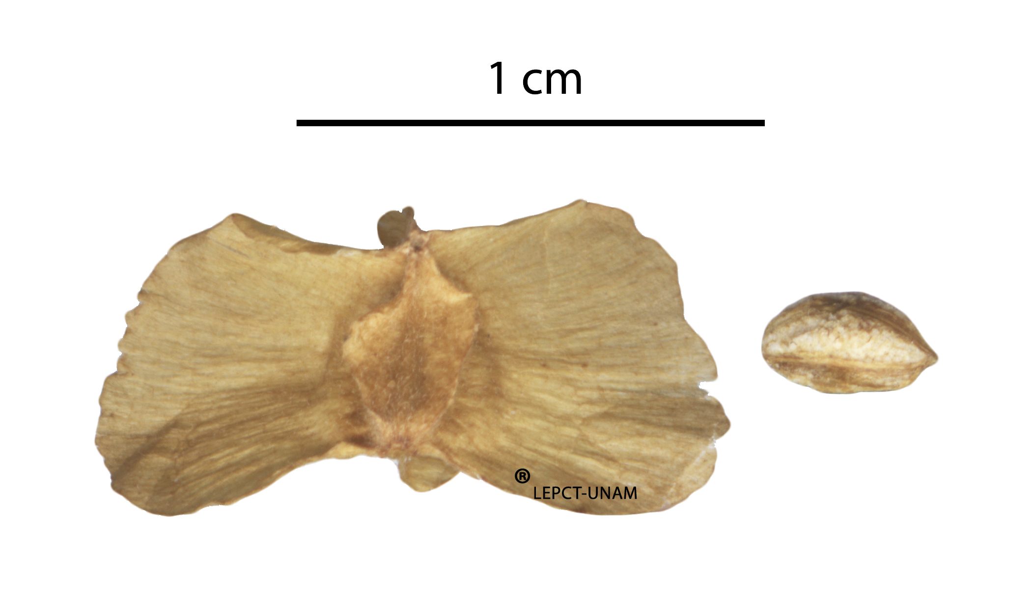 Terminalia amazonia