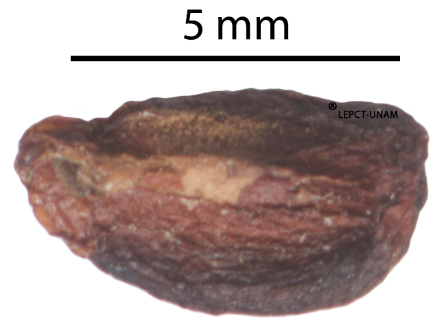 Trichilia havanensis